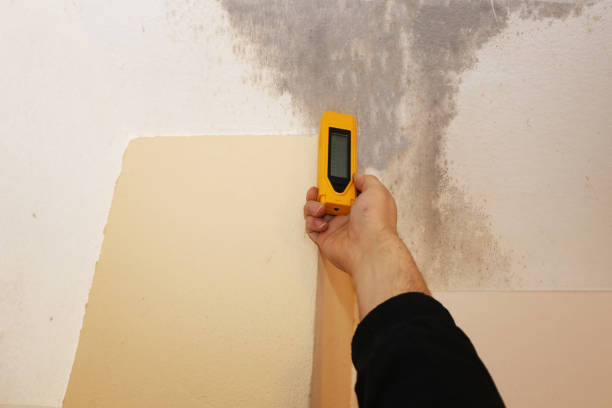 Best Crawl Space Mold Remediation  in Concordia, NJ