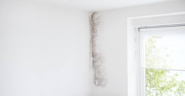 Best Mold-Related Health Consultation  in Concordia, NJ