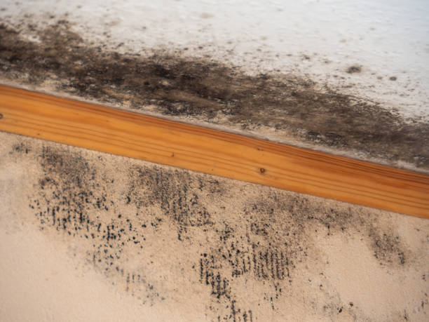 Best Asbestos and Lead Testing During Mold Inspection  in Concordia, NJ