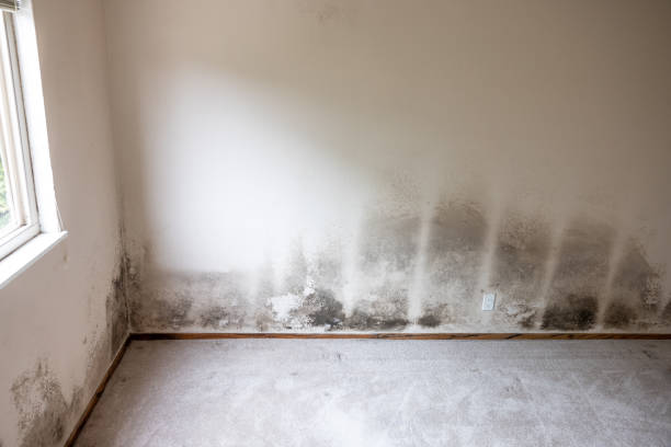 Best Basement Mold Removal  in Concordia, NJ