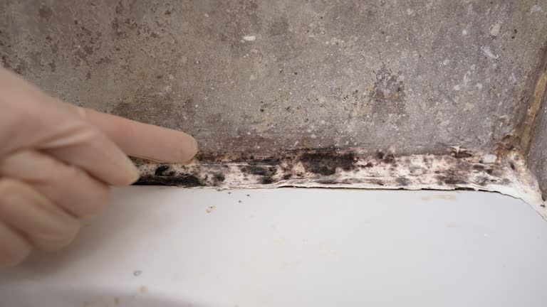 Mold Odor Removal Services in Concordia, NJ