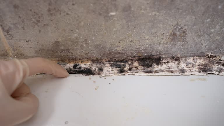 Best Mold Prevention Services  in Concordia, NJ